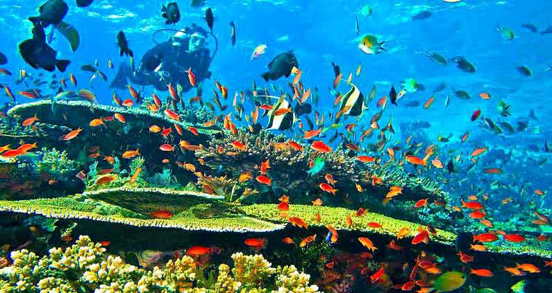 Labuan Bajo Dipilih CNN Jadi Tempat Selam Terbaik Kedua di Dunia