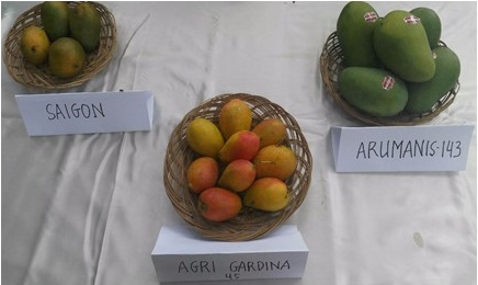 Mangga Alpukat dan Mangga Pisang? Inilah Asalnya
