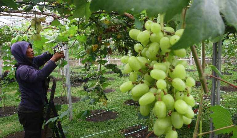 Bapanas: Anggur Shine Muscat di Indonesia Aman Dikonsumsi