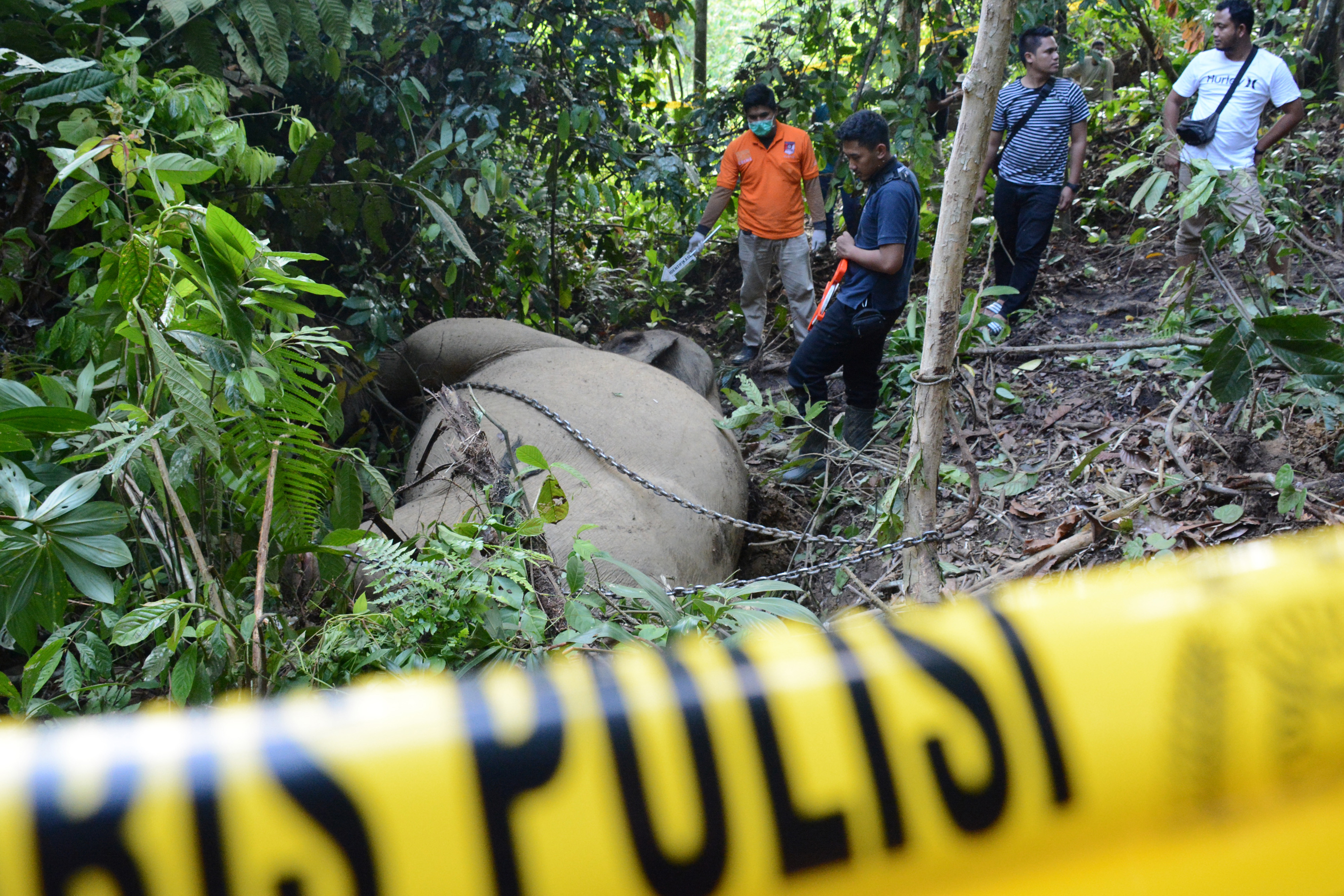 KLHK Sebut 8 Kasus Gajah Mati di Aceh Tak Pernah Terungkap