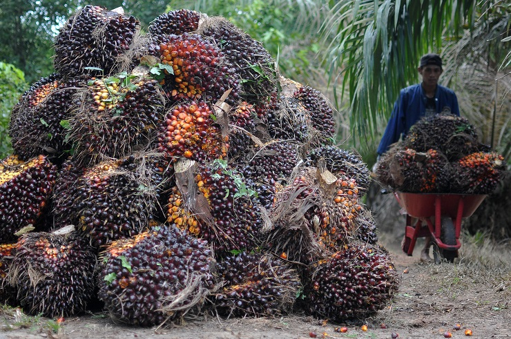 Alasan Pemerintah Hapus Pungutan Sawit