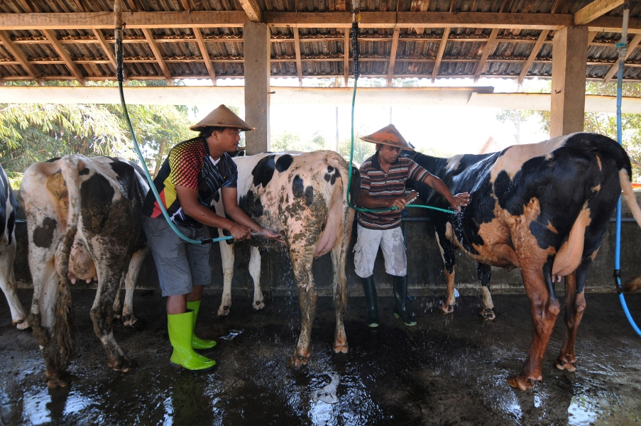 Jelang Iduladha, Salon Kambing Kebanjiran Order