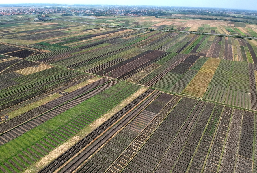 Kemarau, 20 Ribu Hektare Sawah di Banyuwangi Terancam Gagal Panen