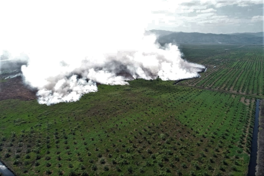 78 Persen Pengusaha Hutan Belum Lapor Pengendalian Karhutla