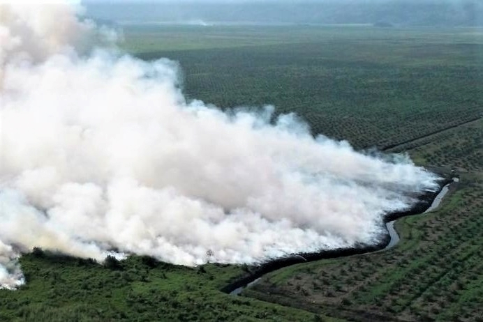 KLHK Selidiki 44 Perusahaan Terkait Karhutla
