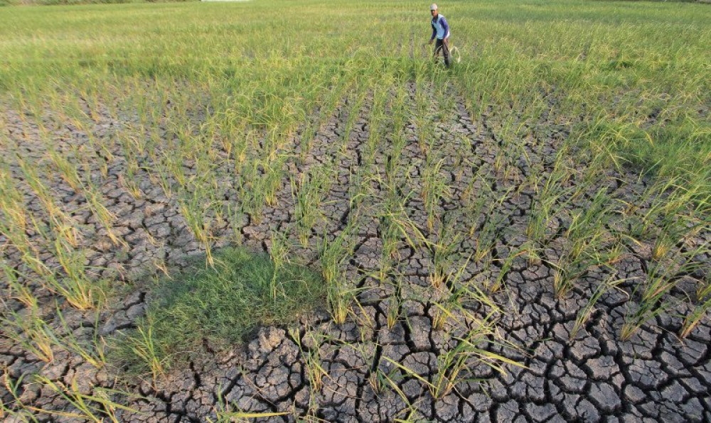 Pengamat: Antisipasi El Nino, Siapkan Asuransi Gagal Panen untuk Petani
