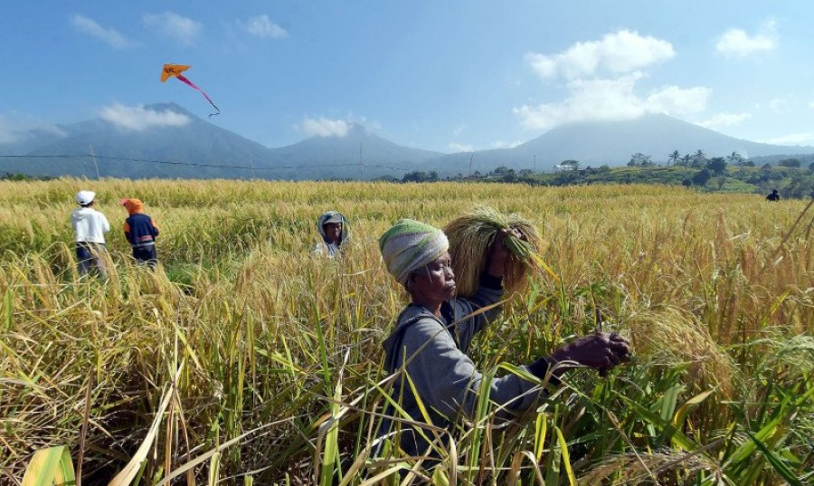 Hanya Tiga dari 100 Anak Petani yang Mau Jadi Petani