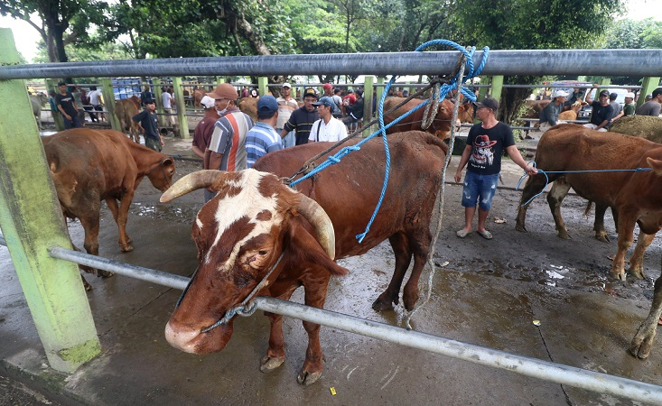 Cegah PMK, Puluhan Ekor Sapi dari Luar Kota Ditolak Masuk Banyuwangi