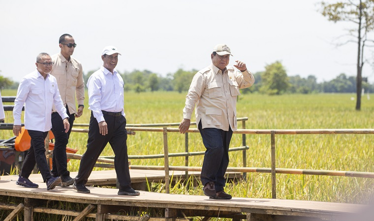 Cara Prabowo Bantu Petani Usir Hama Tikus: Sebar Burung Hantu