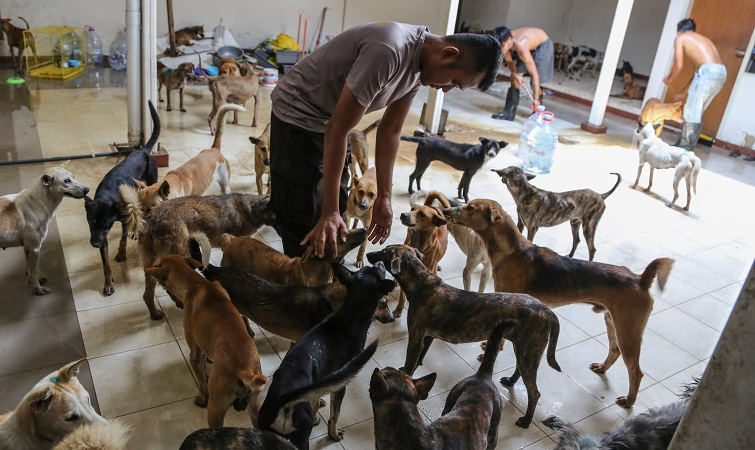 Pemkot Solo Akan Buat Aturan Perdagangan Daging Anjing