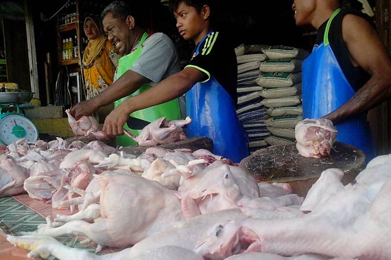 Gara-Gara Sindrom Kerdil, Daging Ayam Di Nunukan Langka