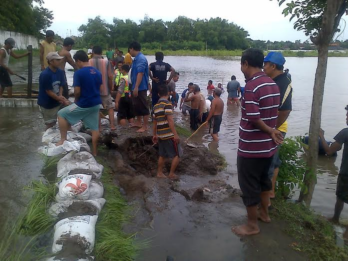 Tanggul Sungai Jebol, Ratusan Hektar Sawah di Jombang Terendam