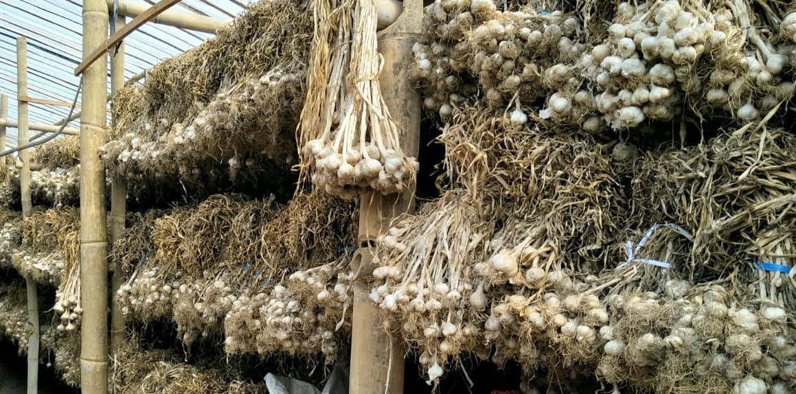 [Advertorial] Magelang Siap Swasembada Bawang Putih Nasional
