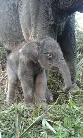 Petugas Segera Evakuasi Induk dan Anak Gajah yang Terjebak di Subulussalam