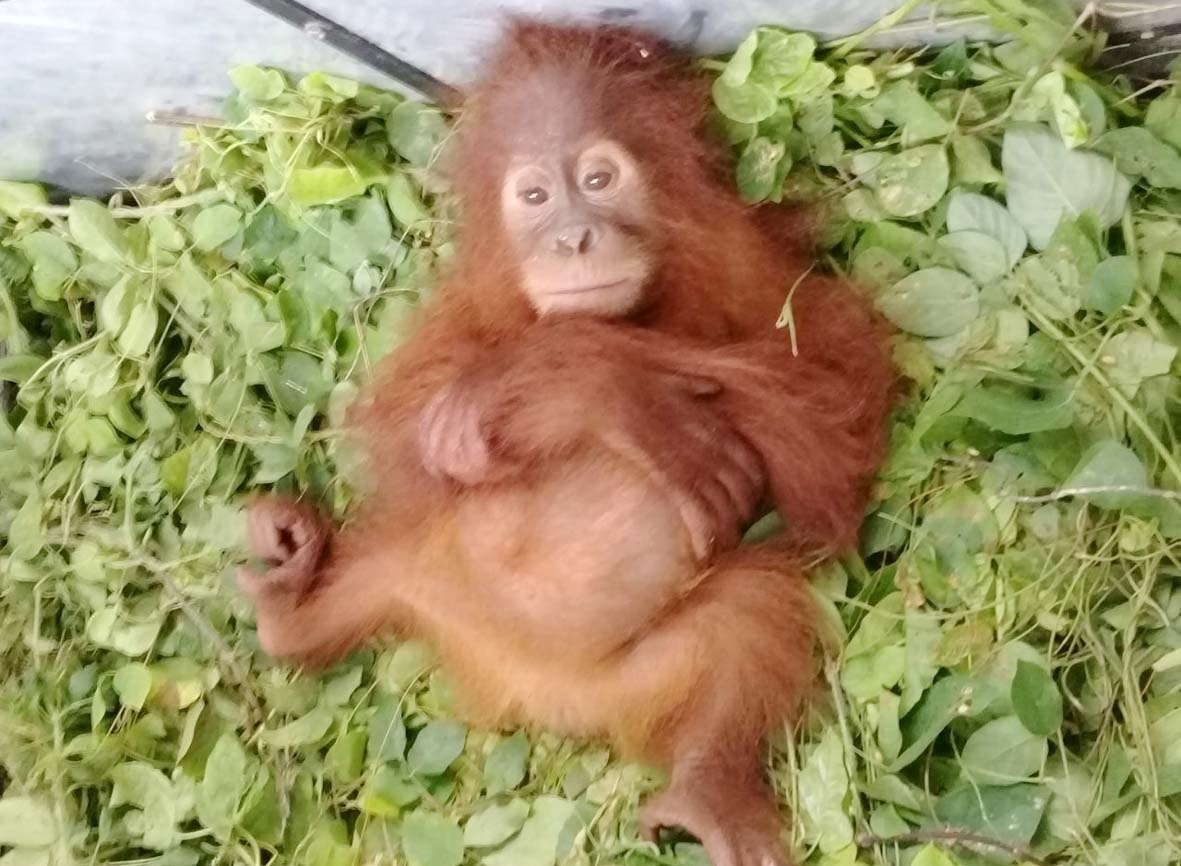 Warga Aceh Tenggara Temukan Bayi Orang Utan di Kebunnya