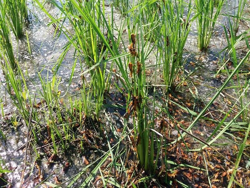 Hama Belalang Serbu Puluhan Hektare Sawah di Sumba Timur