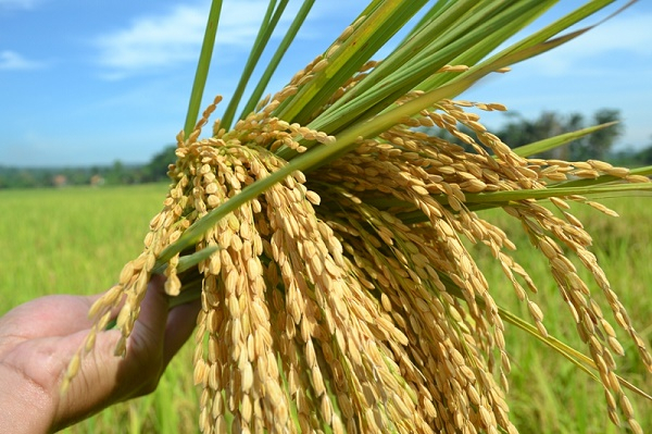 Jelang Masa tanam, BPP Banyumas Imbau Petani Tanam Padi Tahan Wereng