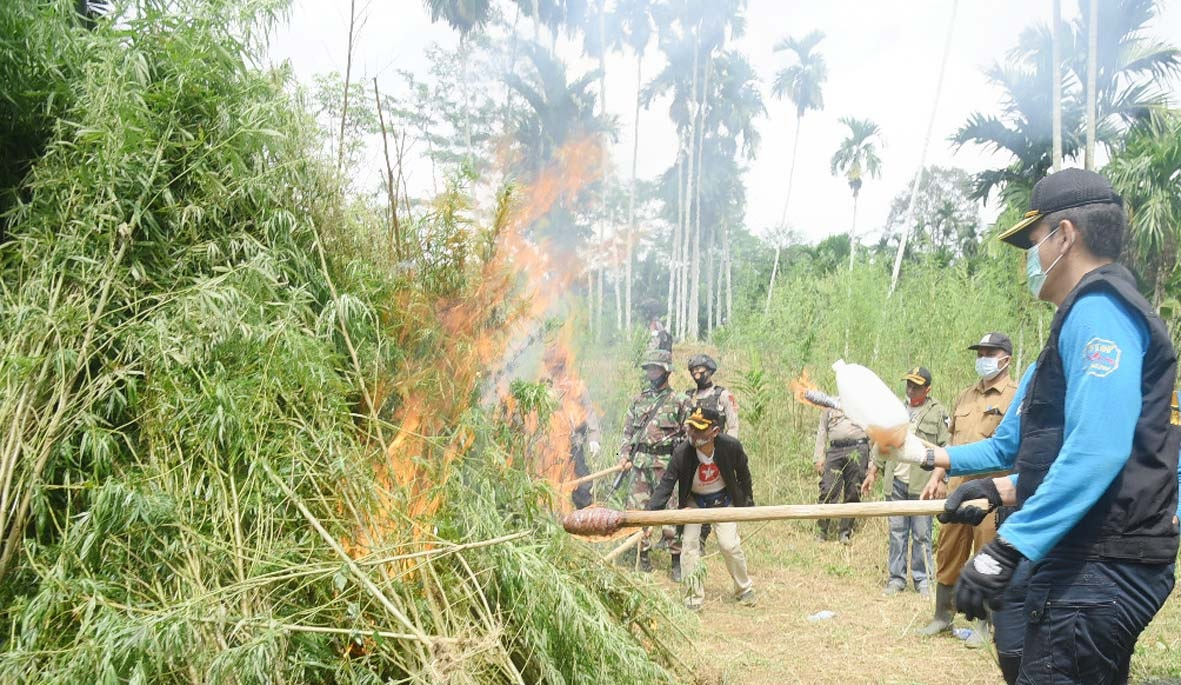 BNN Bakar 5 Hektare Ladang Ganja di Aceh Utara