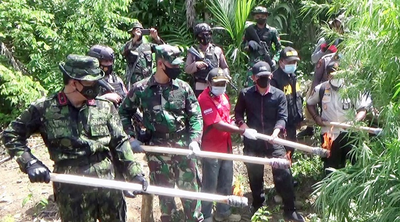 BNN Bakar 2 Hektare Ladang Ganja  di Aceh Utara