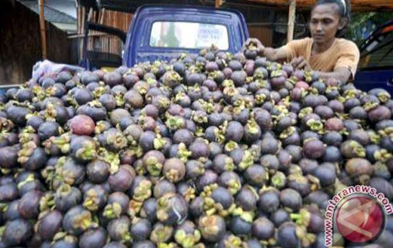 Petani Manggis Keluhkan Harga Jual yang “Terjun Bebas”