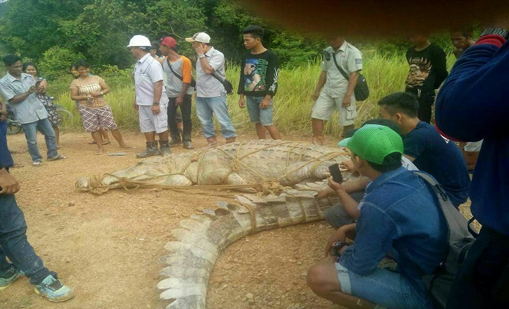 Info dari Medsos, BKSDA Tangkap Buaya Raksasa di Sungai Mengkahing 