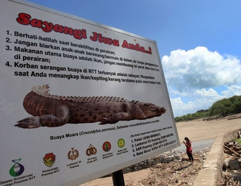 Resahkan Warga, Dinas Pariwisata NTT Gelar Lomba Tangkap Buaya 