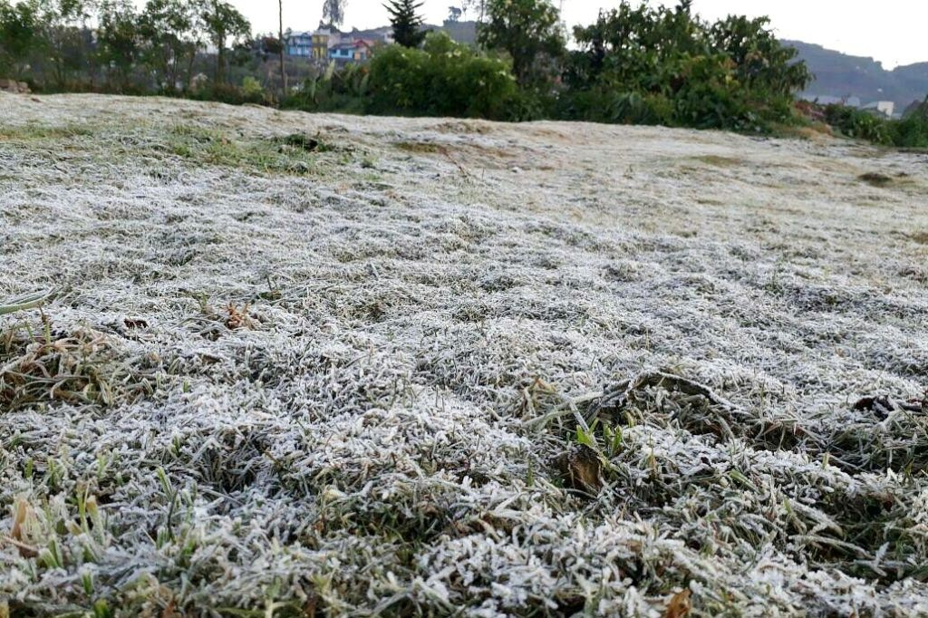 Embun Es Rusak  Tanaman Kentang di Dieng