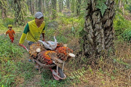 Diskriminasi Sawit, JK Dukung  Boikot  Produk Eropa