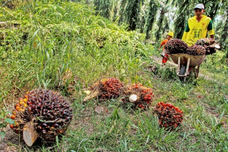 Diskriminasi Sawit, Kementan Bantah Sebabkan Deforestasi