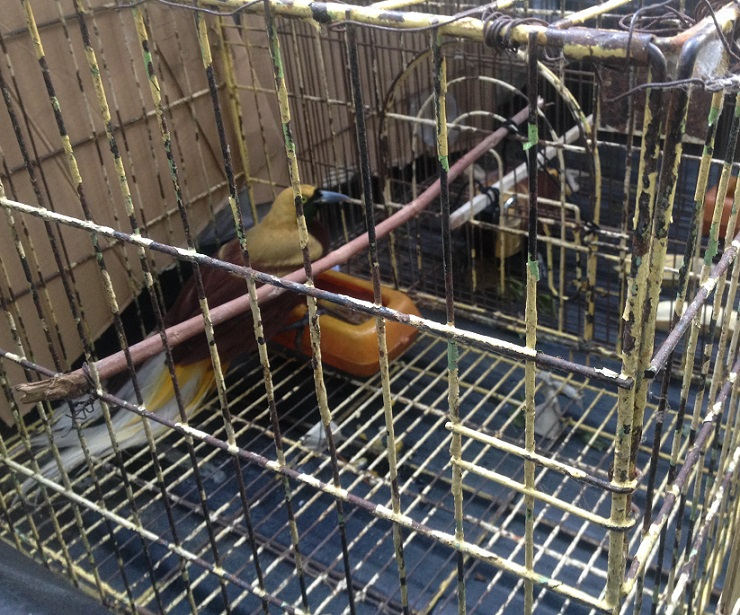 Bandara Kualanamu Gagalkan Penyelundupan Cendrawasih