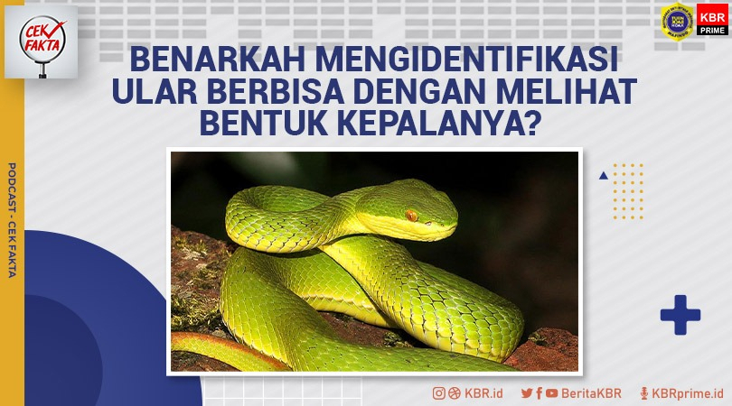 Cek Fakta: Cara Mengidentifikasi Ular Berbisa Dengan Cara Melihat Bentuk Kepalanya