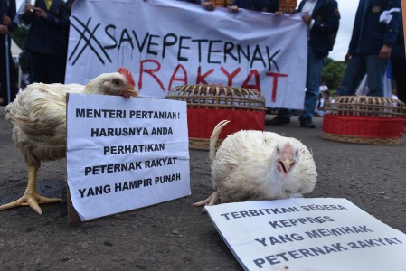 Stabilkan Harga Daging Ayam, Kementan siapkan Kepmen