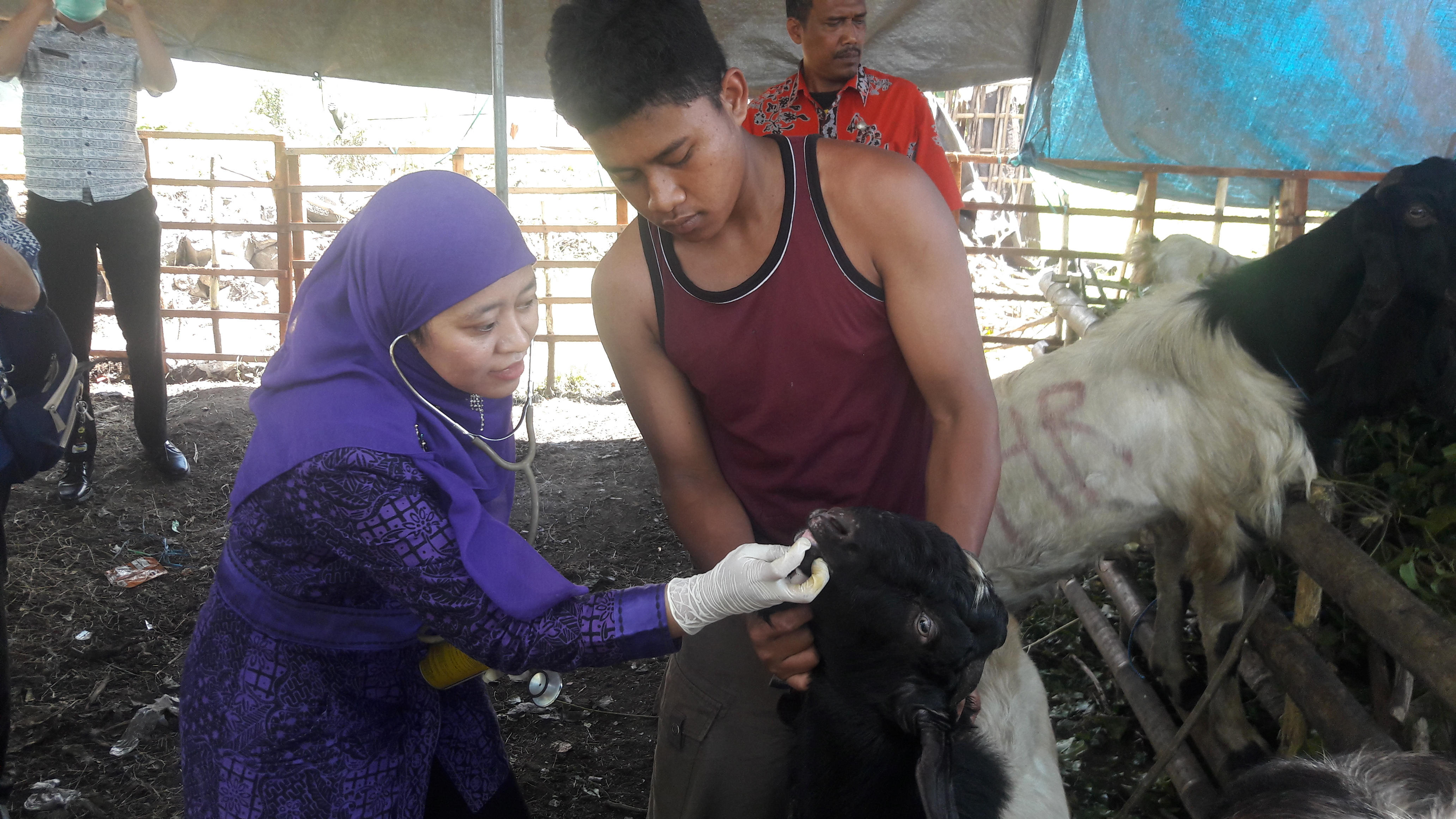 Jelang Idul Adha, Sejumlah Daerah Sidak Hewan Kurban
