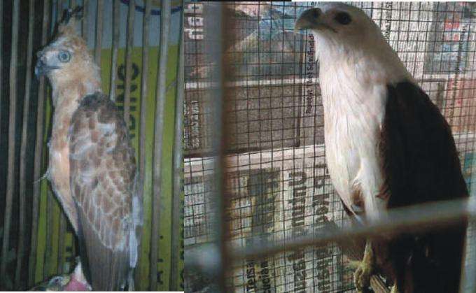 Kabut Asap Ganggu Migrasi Burung Raptor