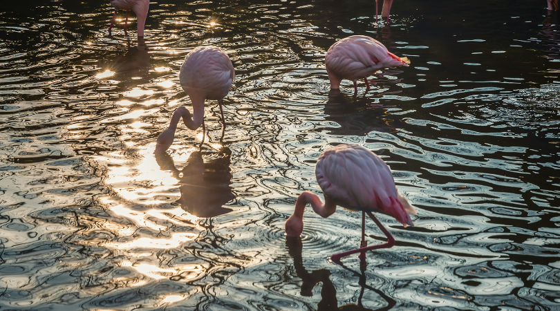 Kenapa Burung Flamingo Makan Terbalik?