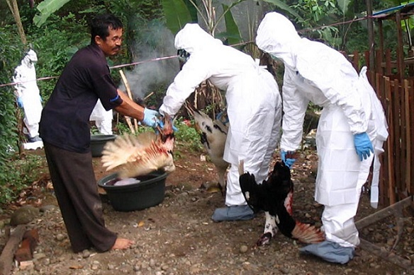 Warga Khawatir Flu Burung, Puluhan Ayam Mati Mendadak di Banyuwangi