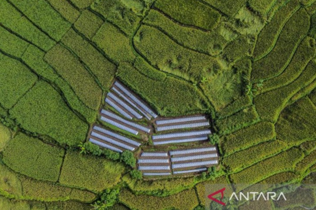 Ancaman El Nino, IKAPPI Sebut Harga Pangan Berpotensi Naik Tinggi
