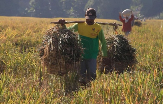 Petani Jombang Keluhkan Rendahnya Harga Gabah