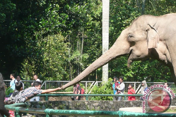 Kamis Pagi Bangkai Gajah Yani Diautopsi 