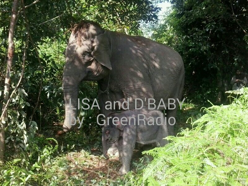 Gajah Lisa Melahirkan Anak Ketiga di Taman Nasional Tesso Nilo
