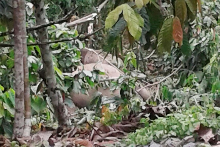 Gajah Mati di Area Taman Nasional Gunung Leuser Diduga Karena Diracun
