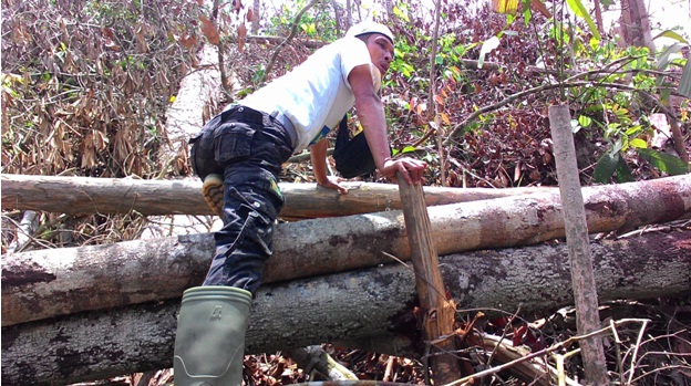 Green Radio Menjelajah Hutan Tesso Nilo 