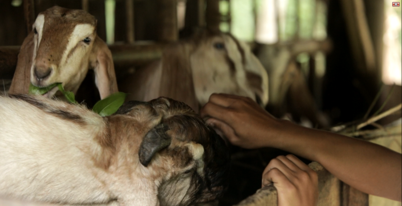 Ternak kambing dipilih karena pasarnya mudah