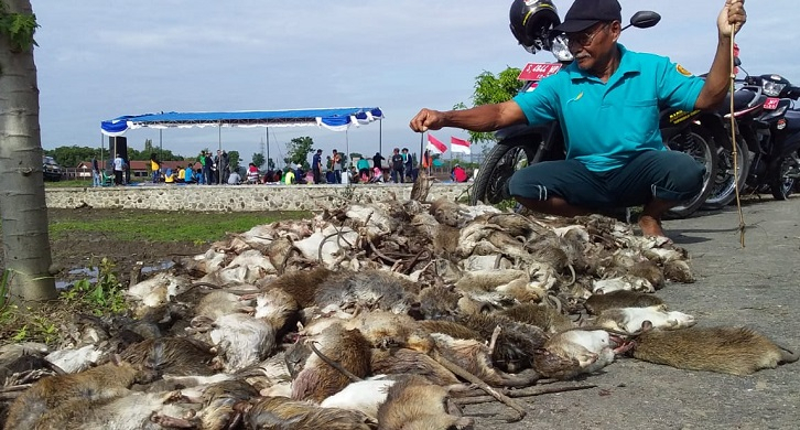 Atasi Serbuan Hama Tikus, Begini Cara Efektif Petani Jombang 