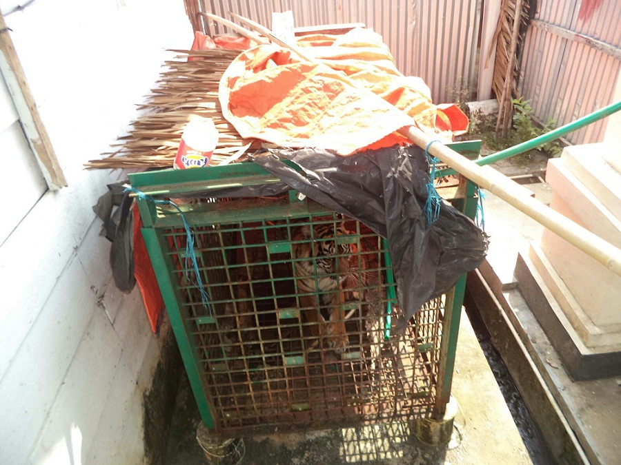 Tujuh Bulan, BKSDA Bengkulu Kurung Harimau Sumatera di Kandang Ayam