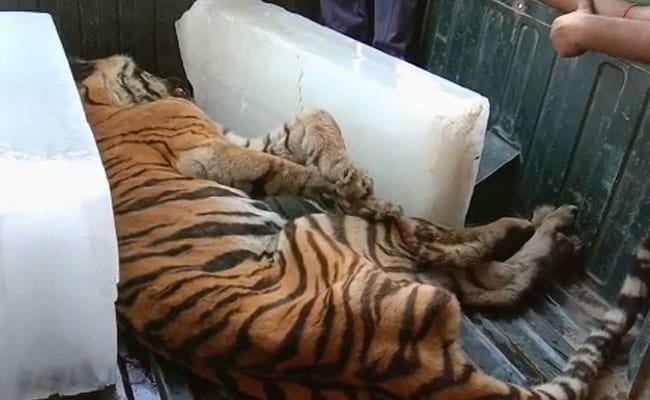 Mangsa Manusia, Harimau di India Dilindas Traktor