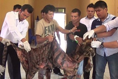BKSDA Sumut Tak Sanggup Ambil Harimau yang Ditembak Warga di Pangaribuan