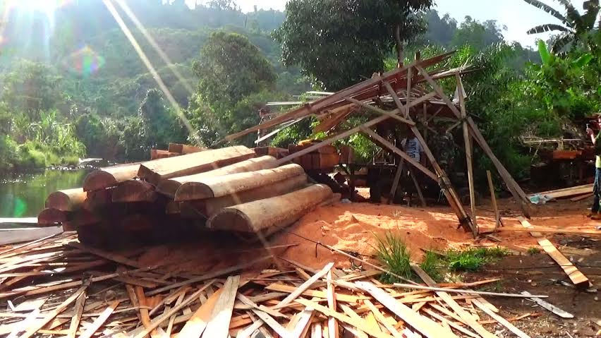 Hampir 700  Batang kayu Ilegal Ditemukan di Mukomuko sejak April