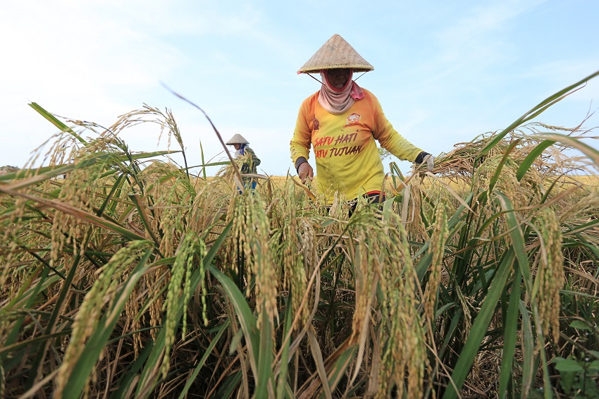 Agroteknologi Jadi Jurusan Kuliah Favorit Setelah Kedokteran