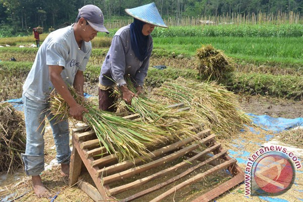 Petani Bondowoso: Sosialisasi Asuransi Petani Tidak Maksimal